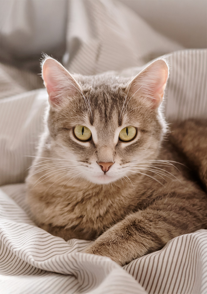 A domestic striped gray cat