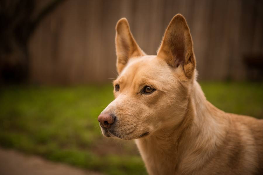 Light brown dog with upright ears, looking to the side.