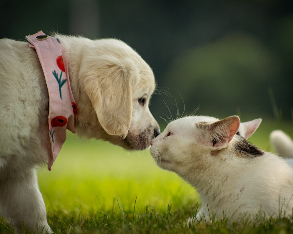 A white cat is sniffing an adorable dog