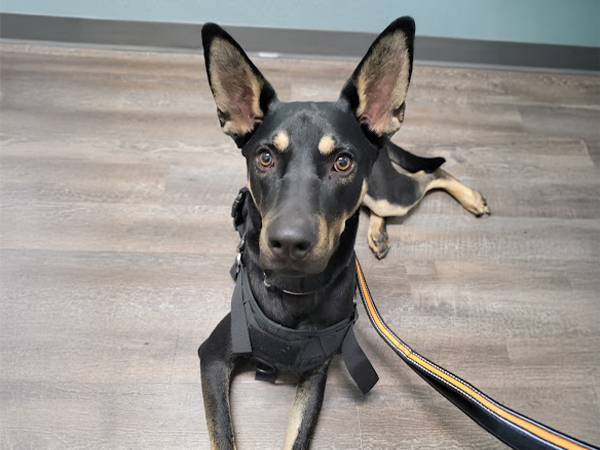 Dog with large ears and brown eyebrows.