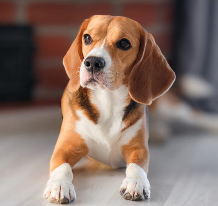 Beagle dog