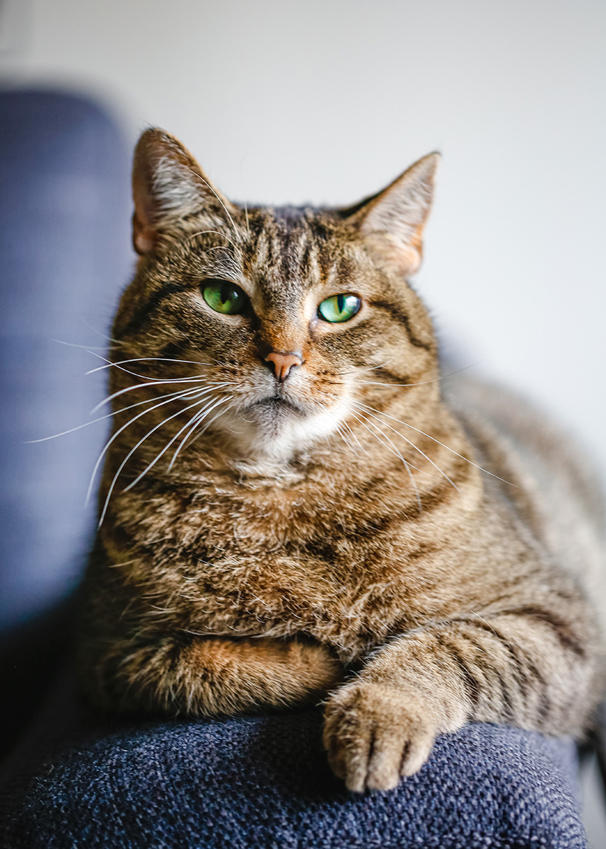 Beautiful tabby cat with green eyes laying down