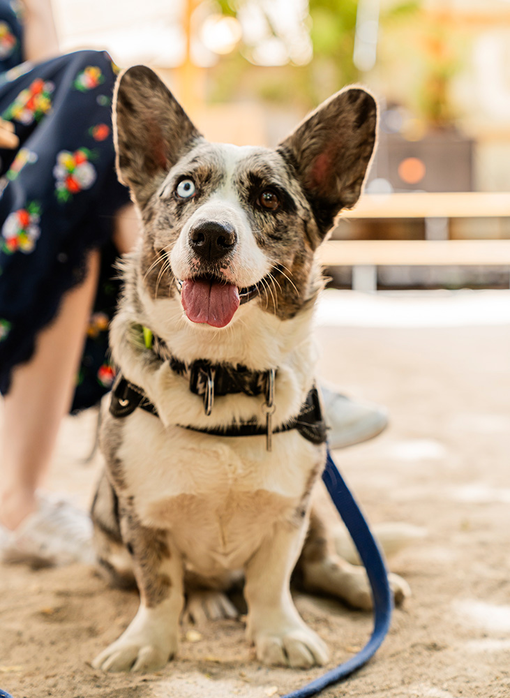 Corgi dog sitting next to his owners leg on a leash
