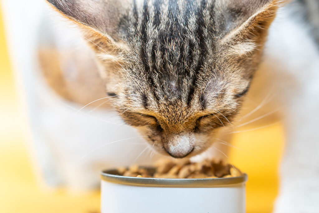 Cute kitten enjoying cat food