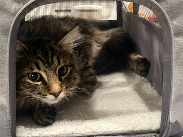 Cat inside a carrier.