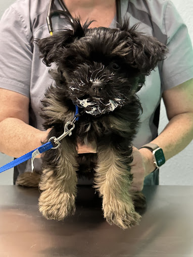 Dog with a stained mouth and a blue leash.