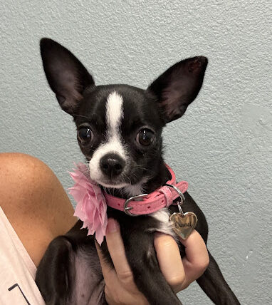 Chihuahua dog named Channel, with a pink collar.