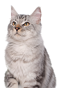 Gray long-haired cat with pointed ears, looking upward.