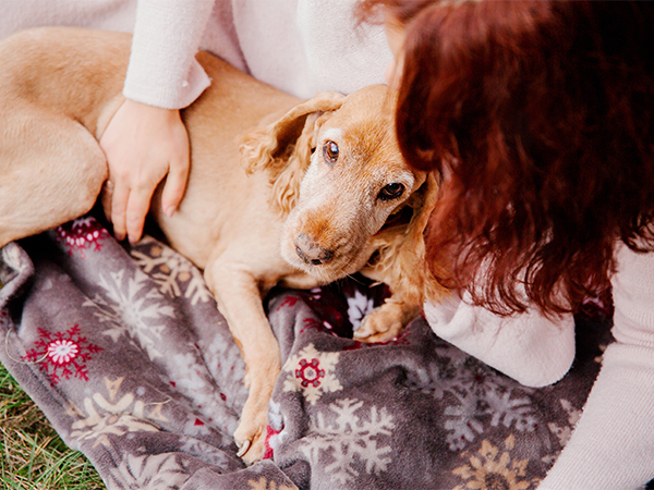English cocker spaniel dog with owner outdoor