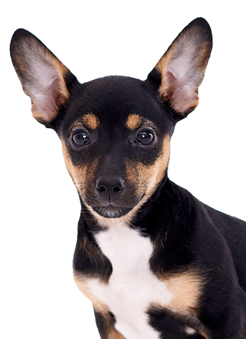 A small black and tan dog with large ears.