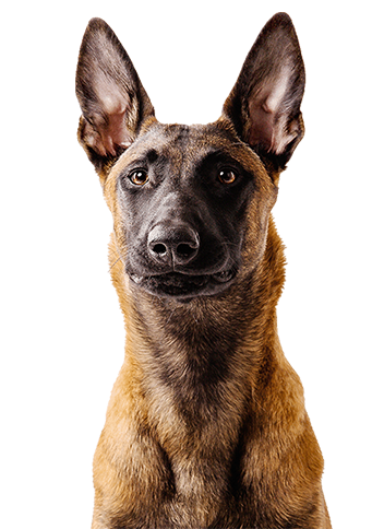 A tall, slender dog with large ears gazing forward.