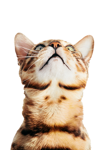 Orange tabby cat with its head tilted upward, looking at the sky.