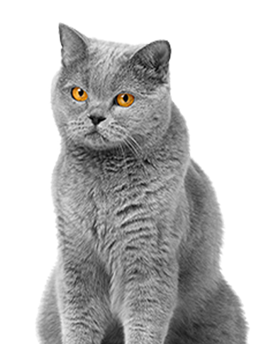 Short-haired gray cat with amber eyes, looking serious.