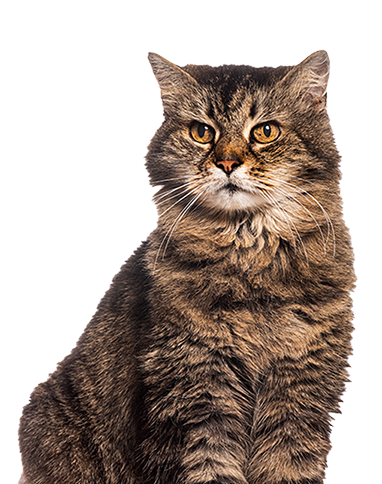 A long-haired tabby cat sitting.