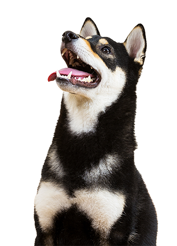Black and white Shiba Inu dog with an open mouth, looking up.
