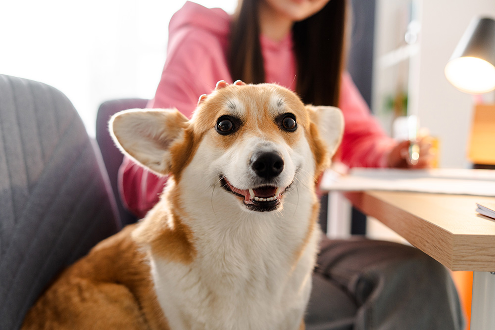Happy pembroke welsh corgi smiling while owner