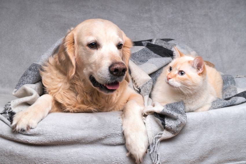 Happy young golden retriever dog and cat