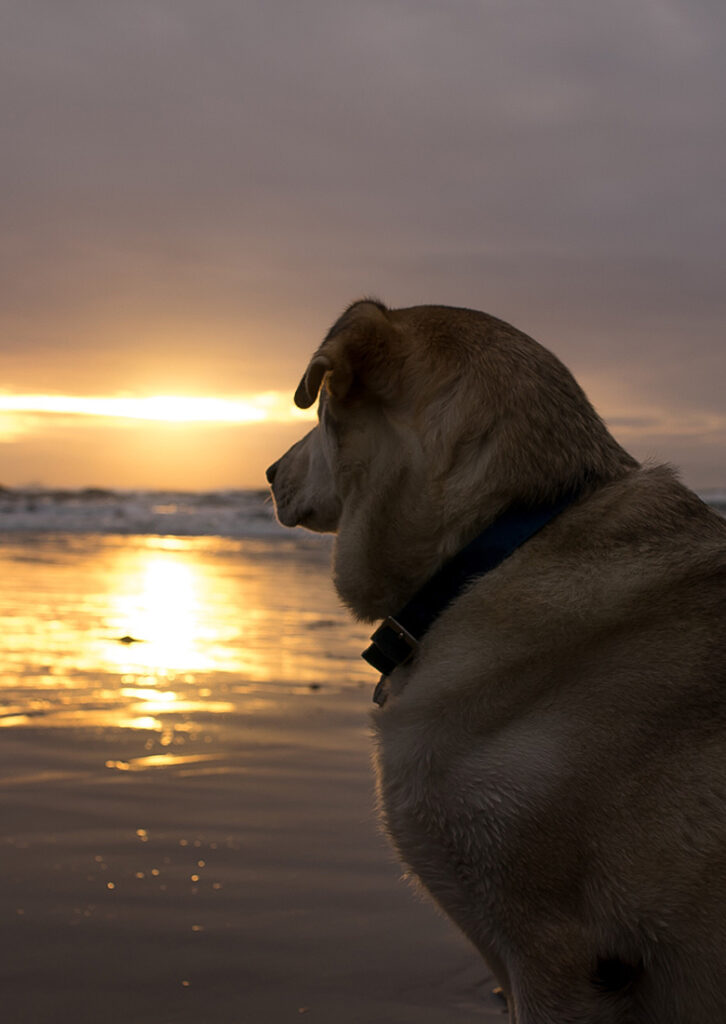 Husky dog staring into the sunset on a beach