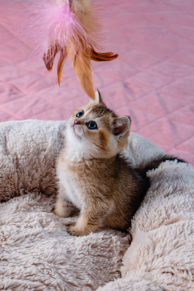 Kitten plays with a toy