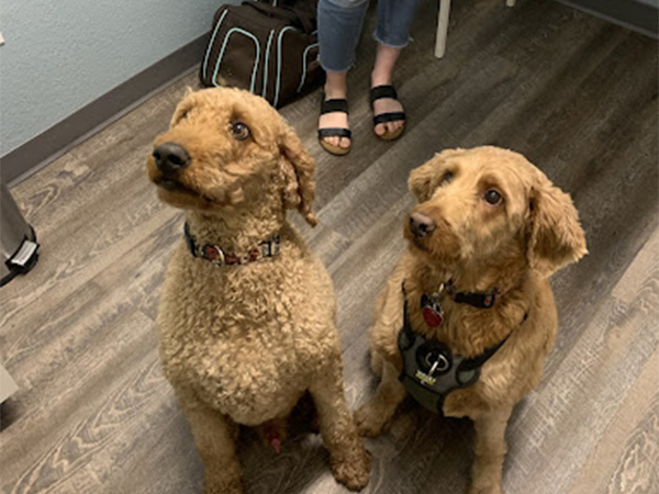 Two brown dogs at the Goodyear clinic.