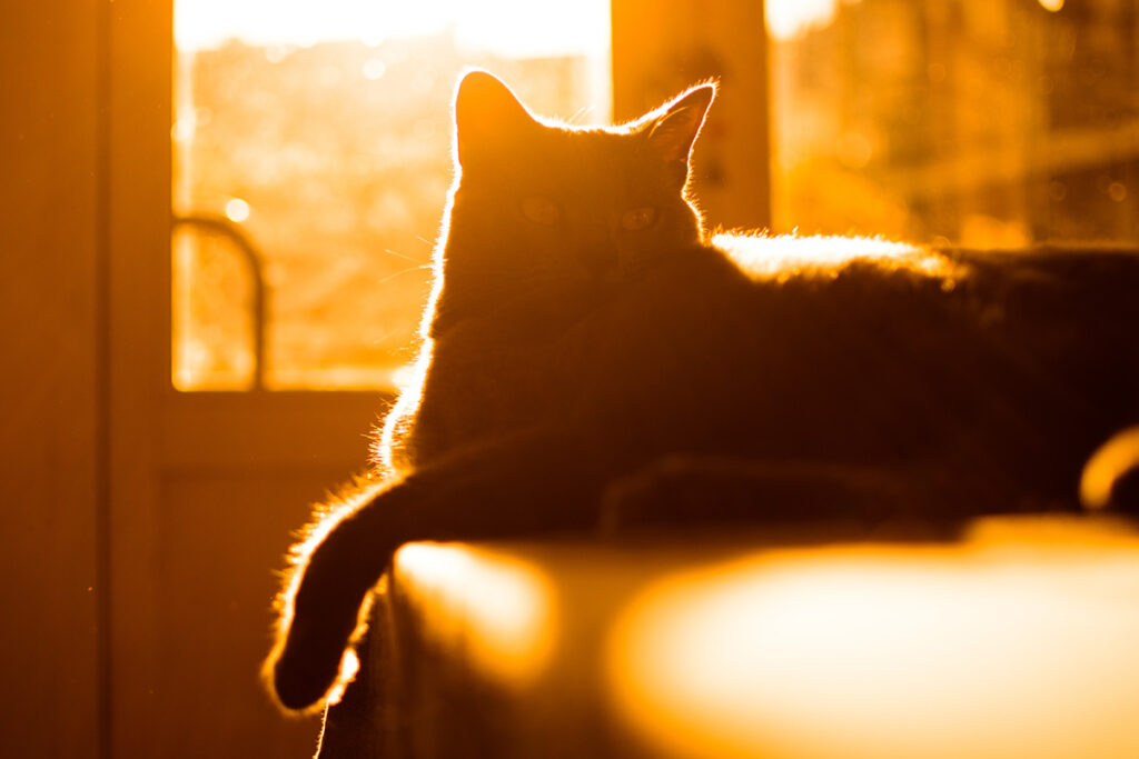 Lazy house cat laying on the table