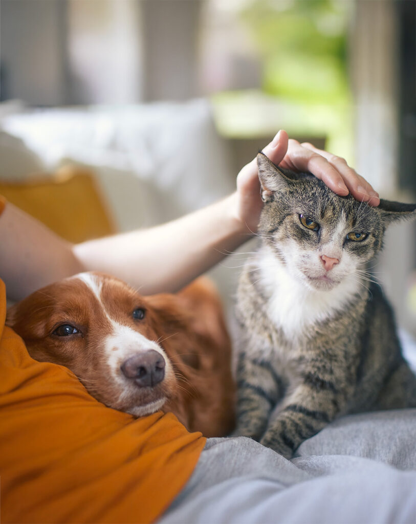 Pet owner stroking his old cat