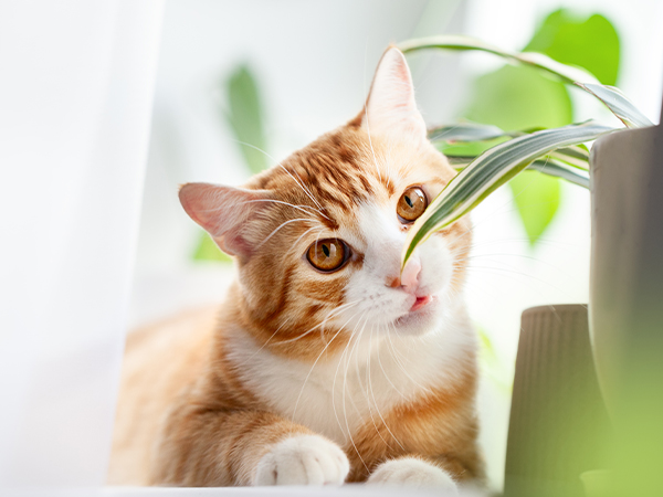 Orange cat smelling a green plant.