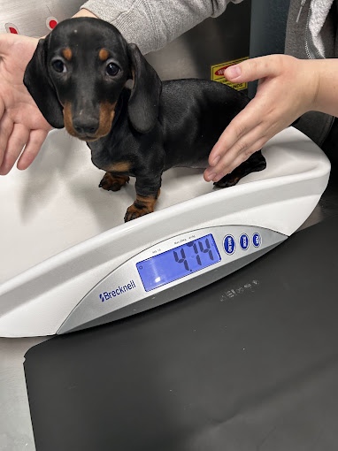 Weighing a puppy on the scale.