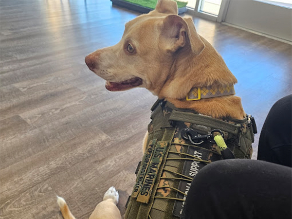 Police dog with its official uniform.