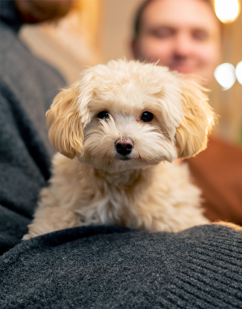 The lapdog in the arms of his owner he is happy