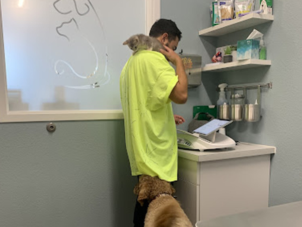 Measuring the weight of a kitten.