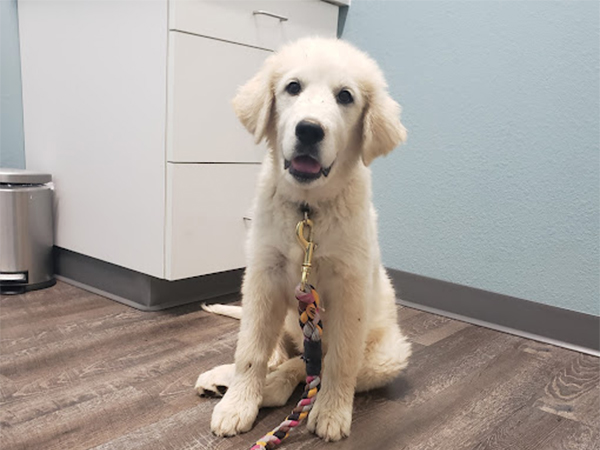 Dog with a colorful leash.