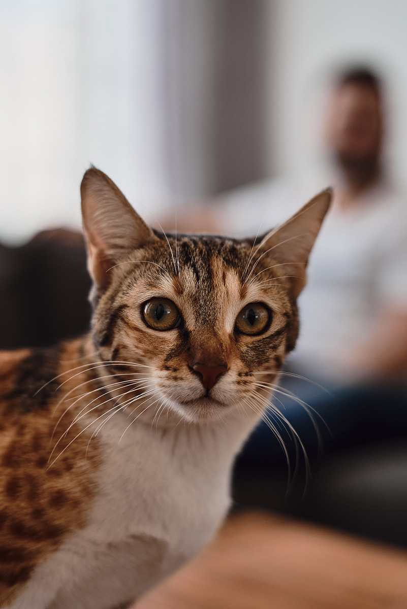 White and ginger color cat